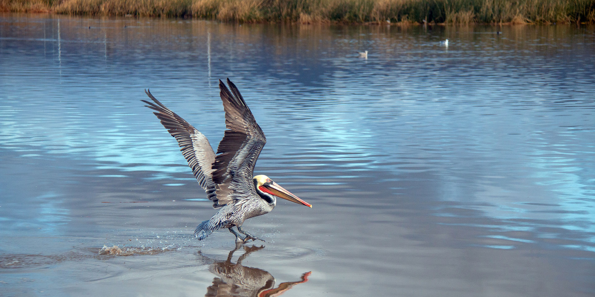 pelican